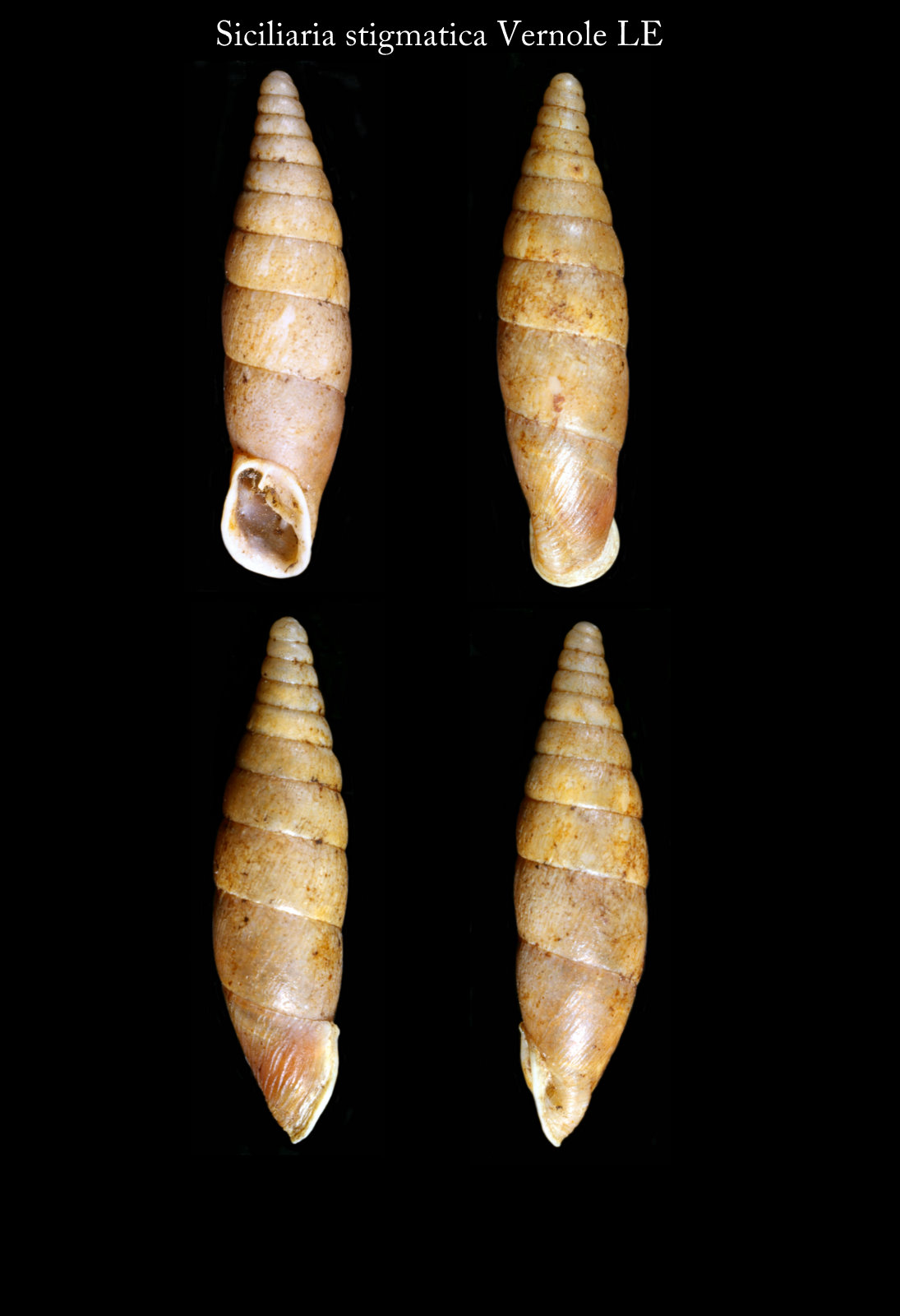 Siciliaria (Stigmatica) stigmatica (Rossmssler, 1836)